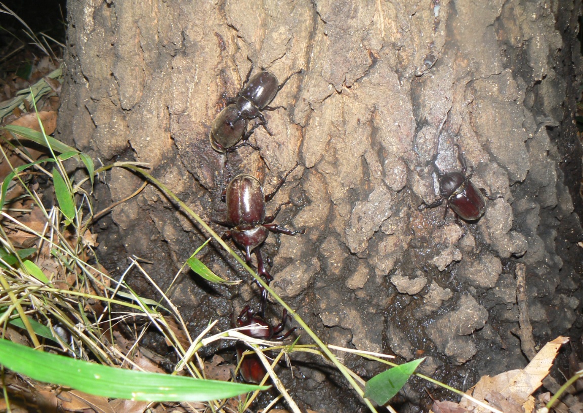 夏東京場所 カブトムシの横綱対決_2020年7月24日19時40分